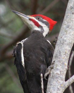 Pileated Woodpecker. Tam Mapes