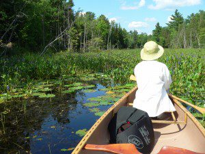Canoeing the marsh in late summer