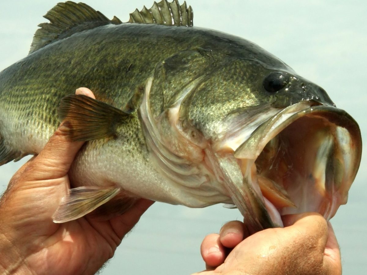 Large mouth bass