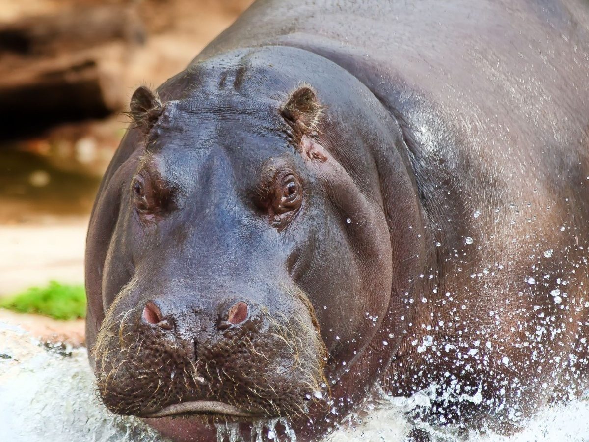 HIPPO- The Greatest Threat to Biodiversity