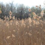 invasive phrag stand