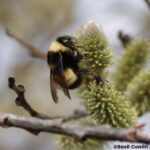 Basil Conlin yellow-banded bumble bee