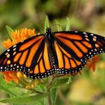 Canva monarch (2)