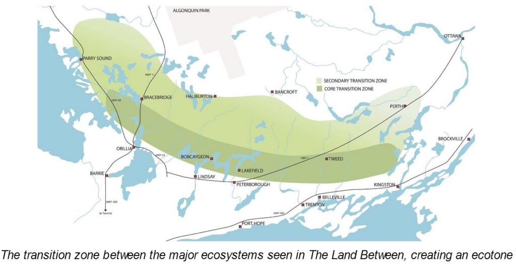 What’s an “Ecotone”?