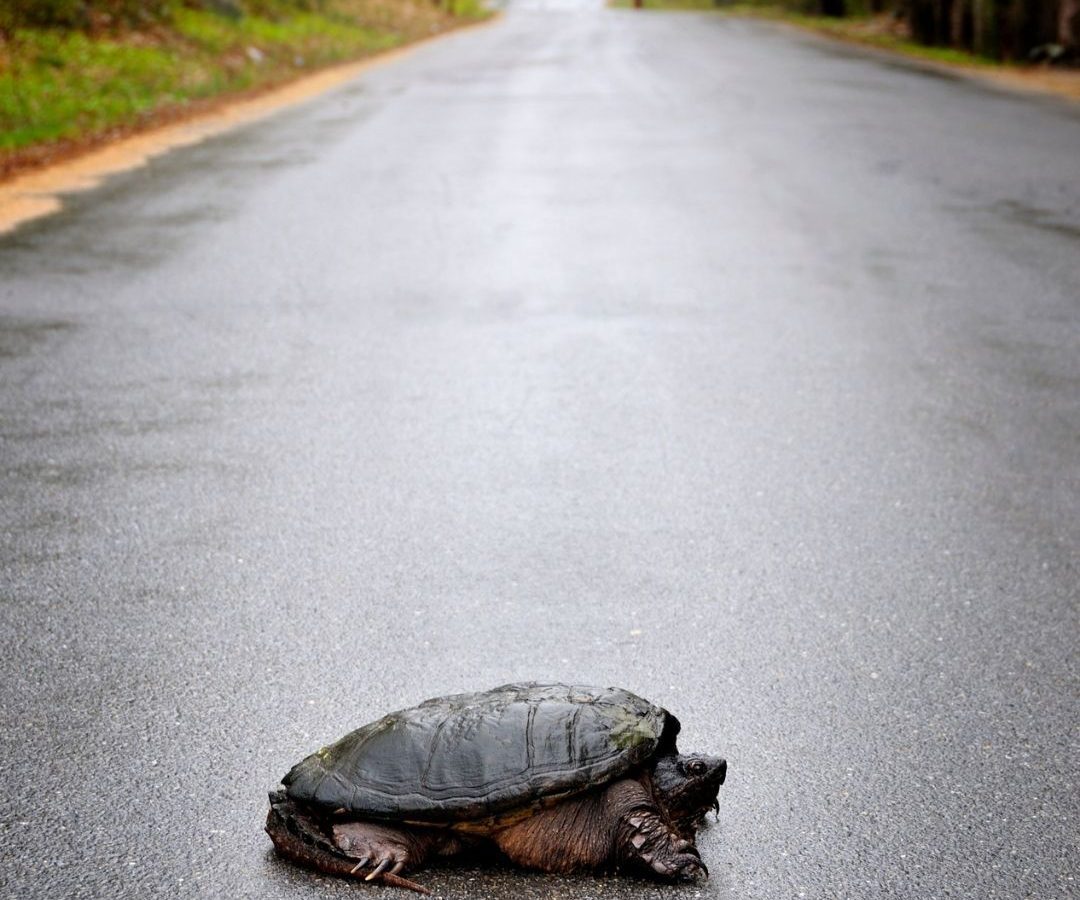 Snapper on road