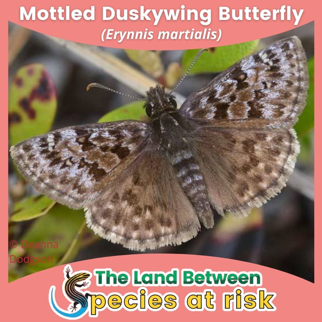 Mottled duskywing butterfly