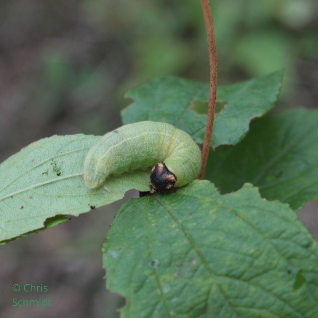 Mottled duskywing caterpillar