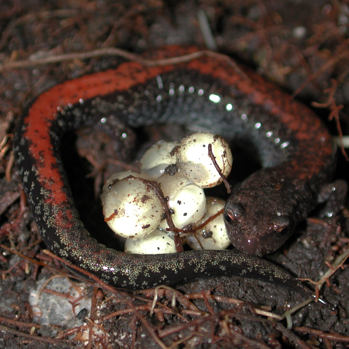 Eastern red backed salamander (2)