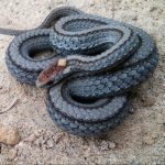 Northern Red Bellied Snake (3)