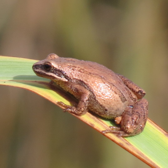 Western Chorus Frog (2)