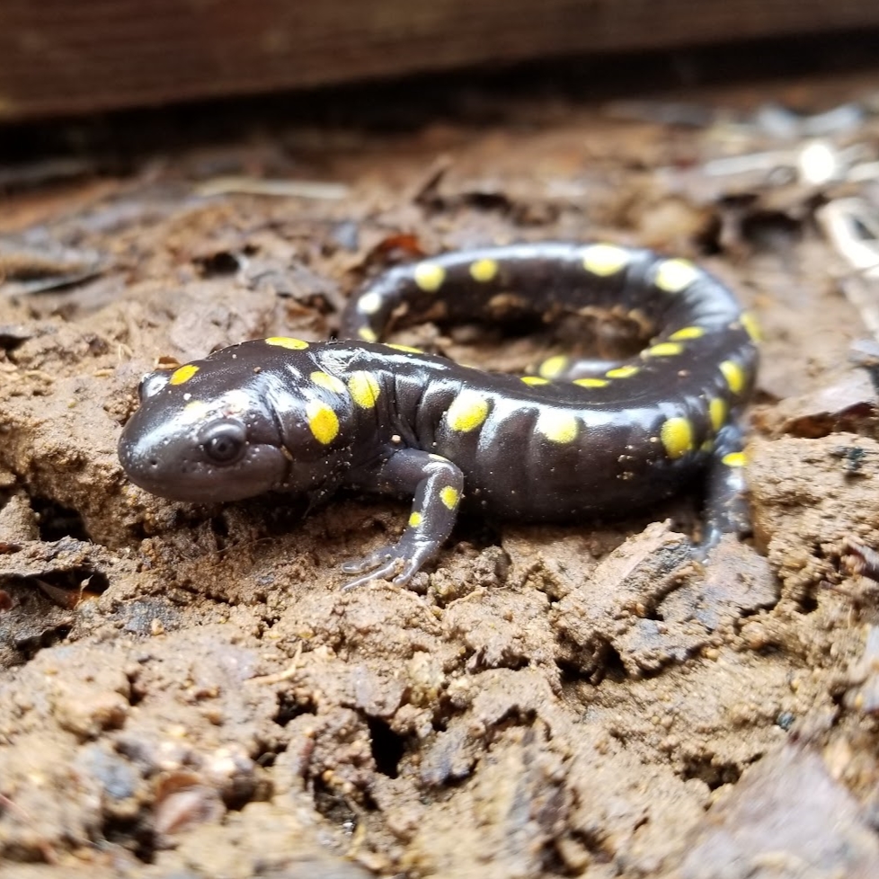 Yellow Spotted Salamander (3)