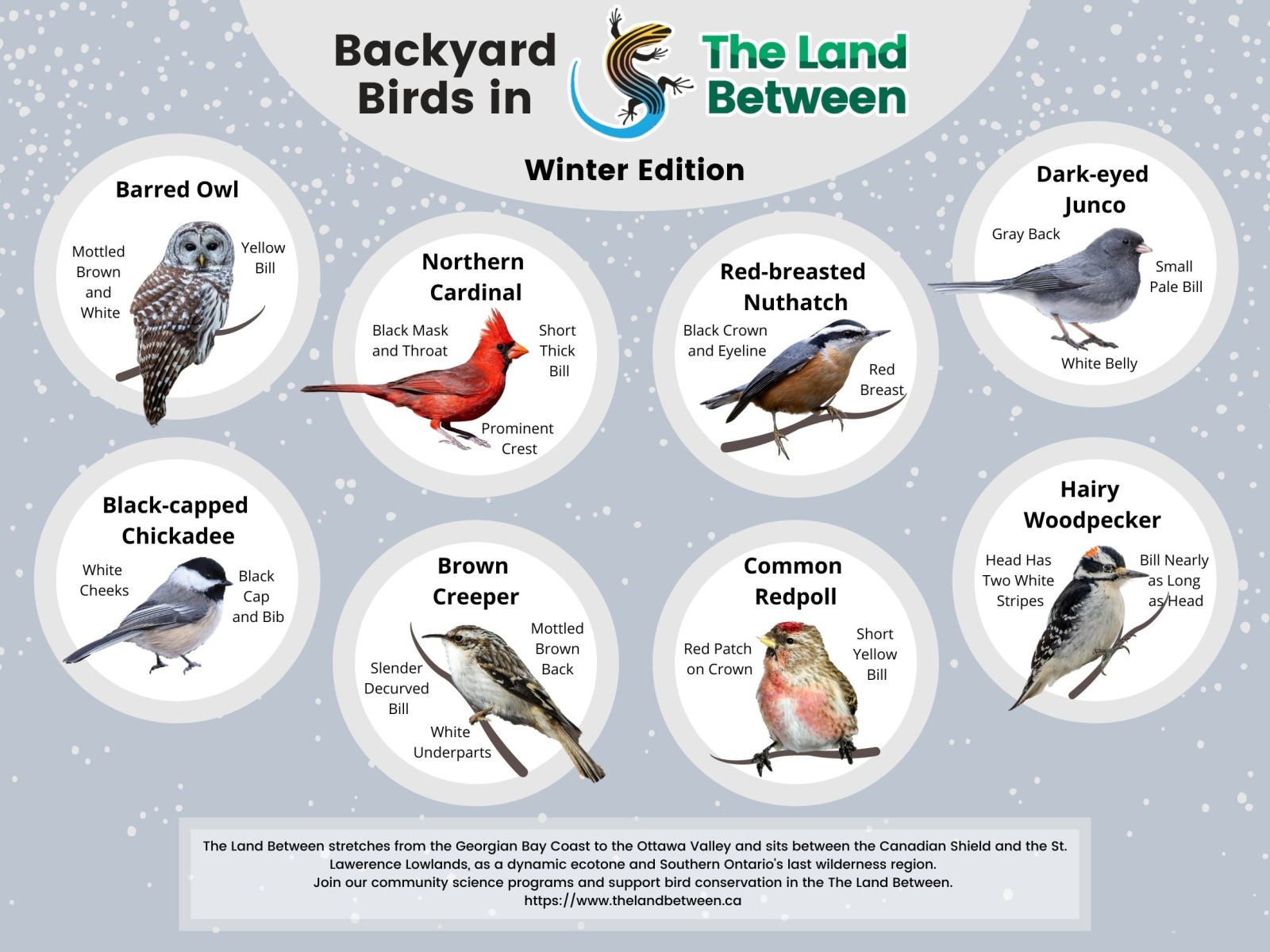 Backyard Birds Winter