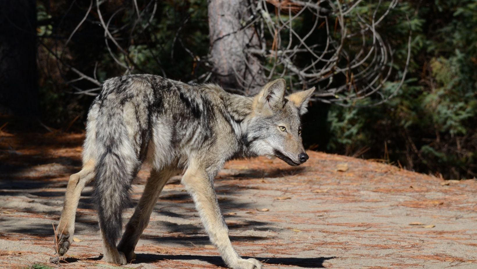 Eastern wolf (1)