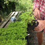 Greenway plants for Salmon shoreland