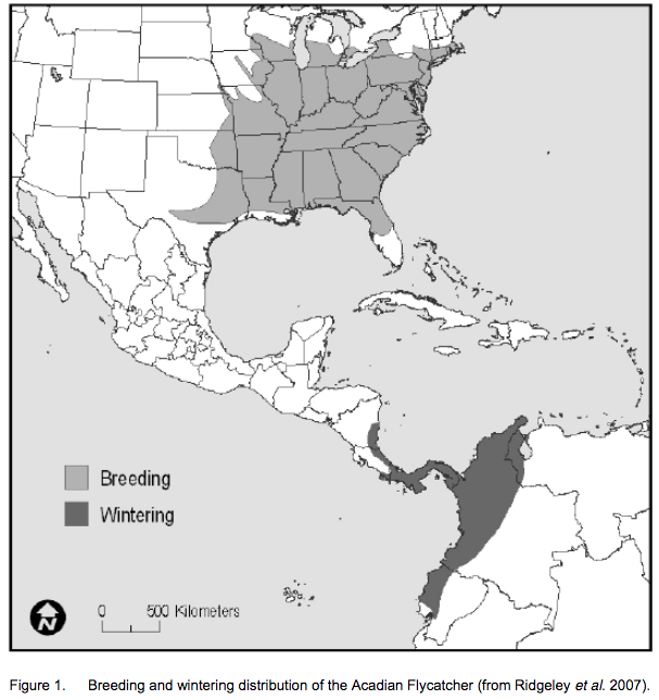 Acadian Flycatcher Range Map