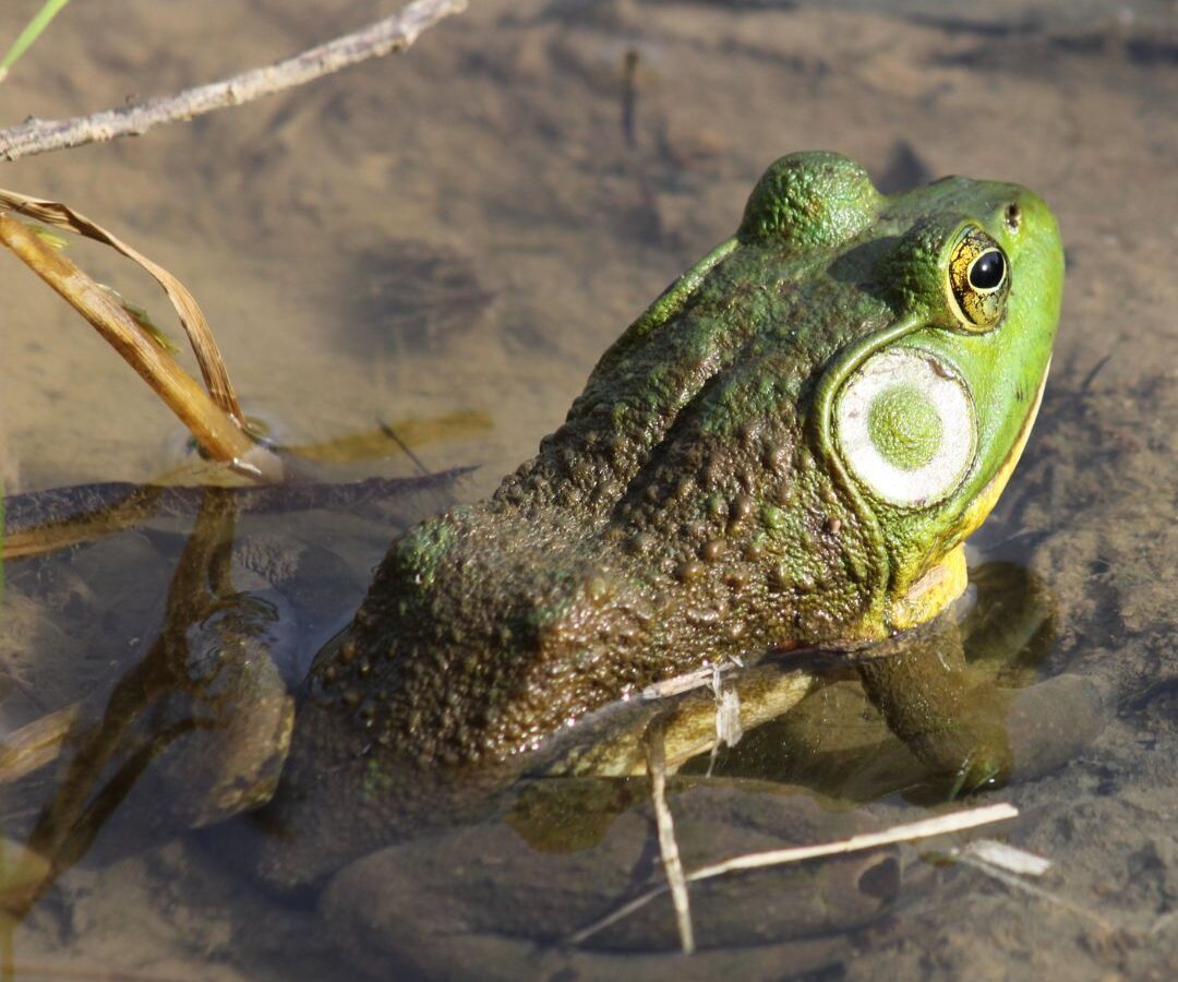 American Bull Frog