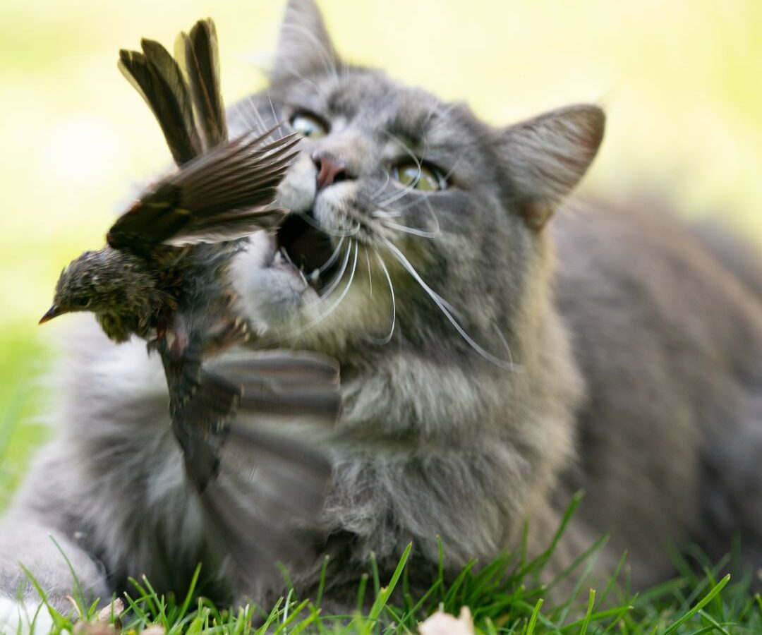 Cat and bird