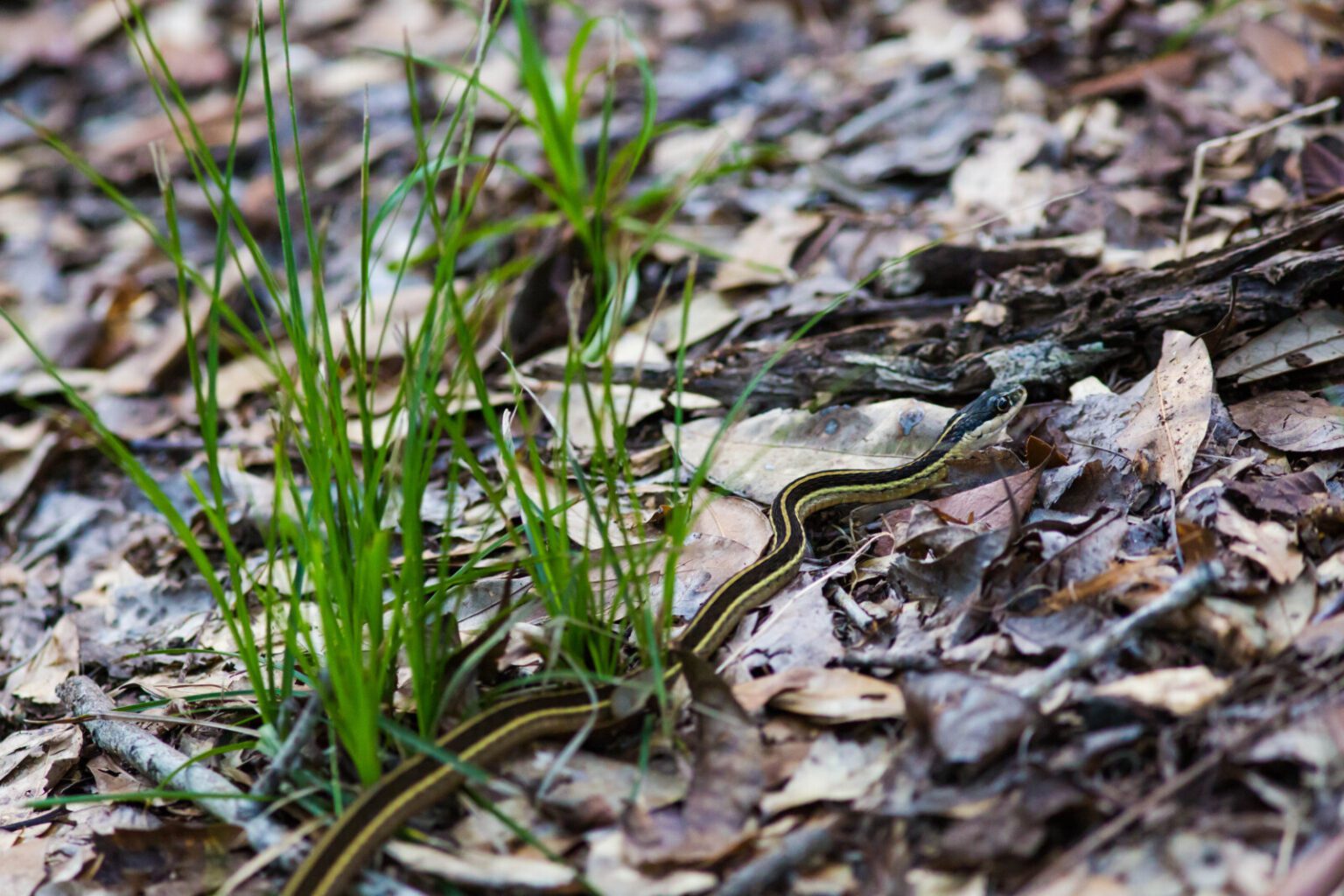 Eastern Ribbonsnake- Species At Risk in The Land Between