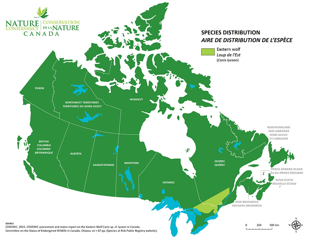Map taken from Nature Conservancy Canada: https://www.natureconservancy.ca/en/what-we-do/resource-centre/featured-species/mammals/eastern-wolf.html
