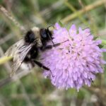 Gypsy Cuckoo BB Resources