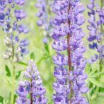 Lupine SAR backgrounds (2)