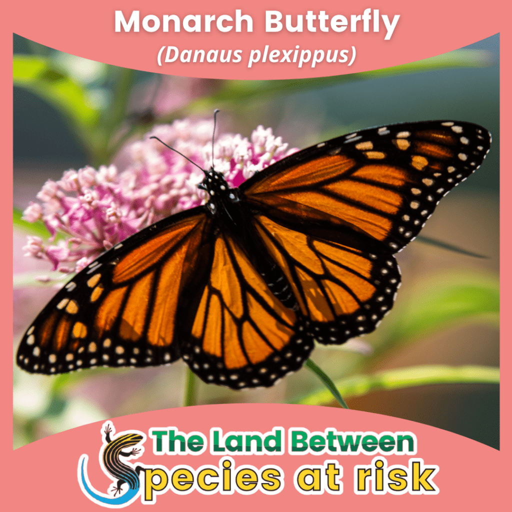Monarch SAR series