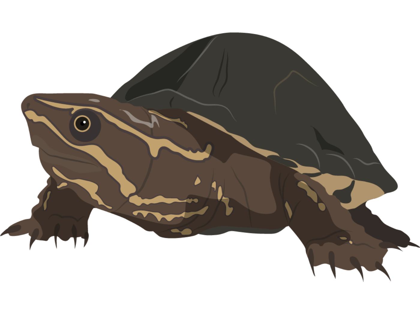 Musk Turtle Resources