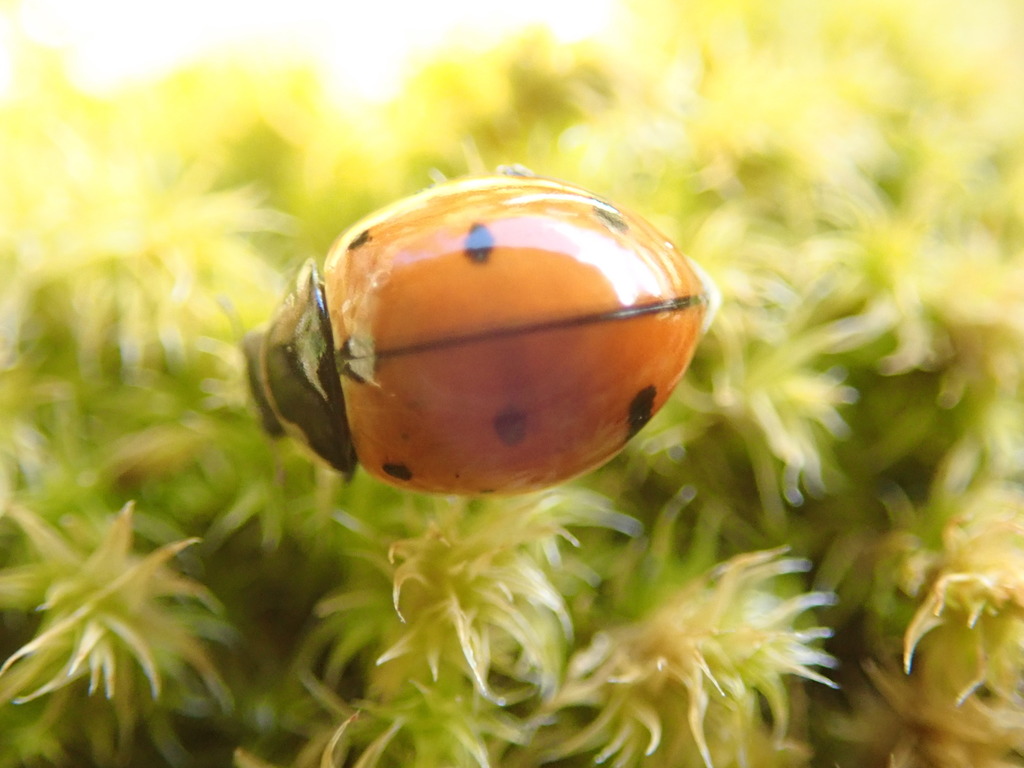 Nine-spotted Lady Beetle Resources