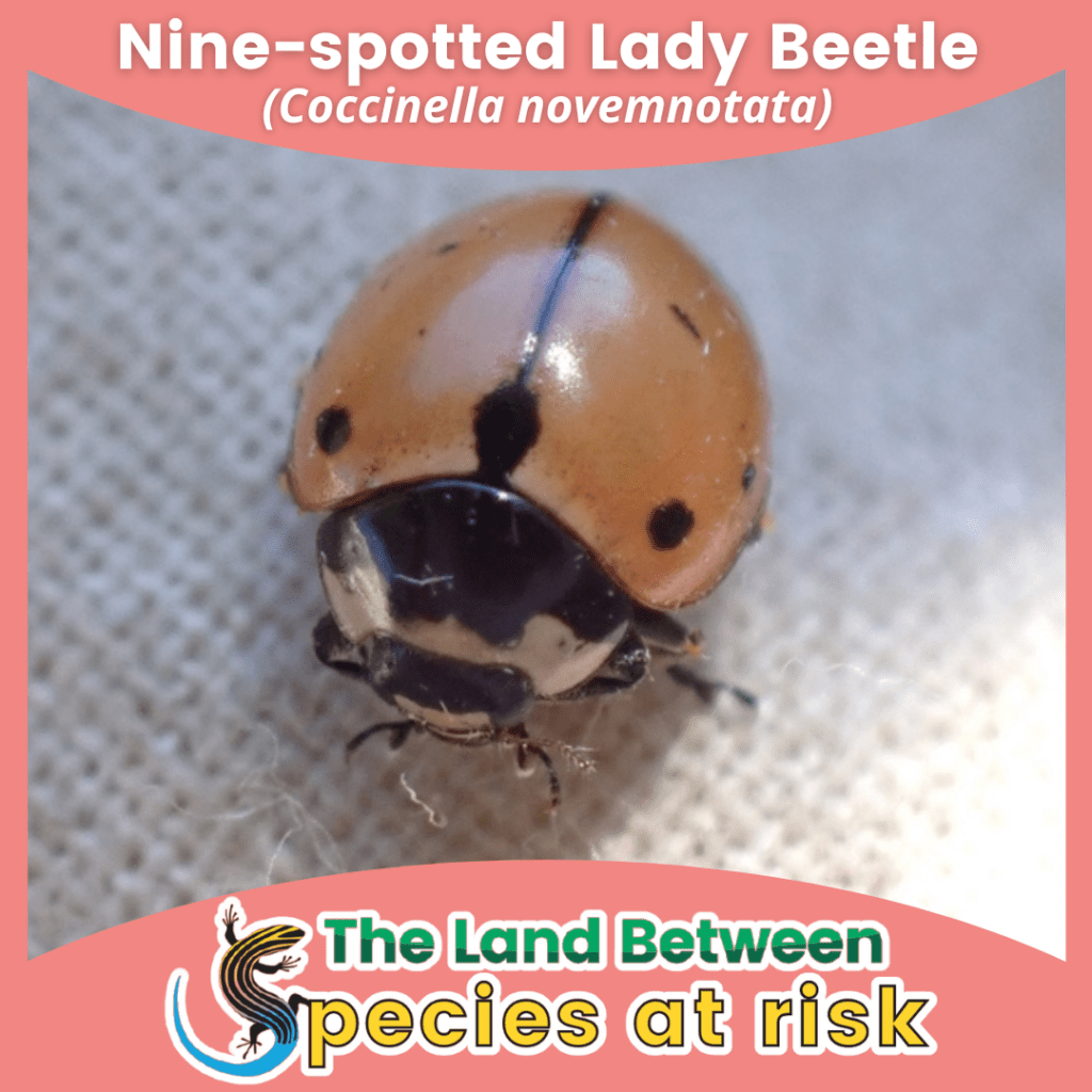 Nine-spotted Lady Beetle SAR series