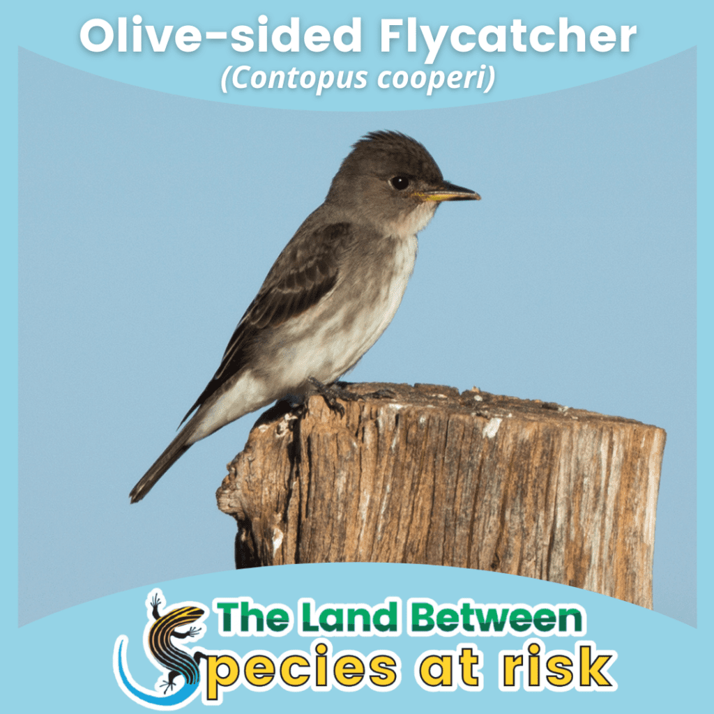 Olive-sided Flycatcher SAR series