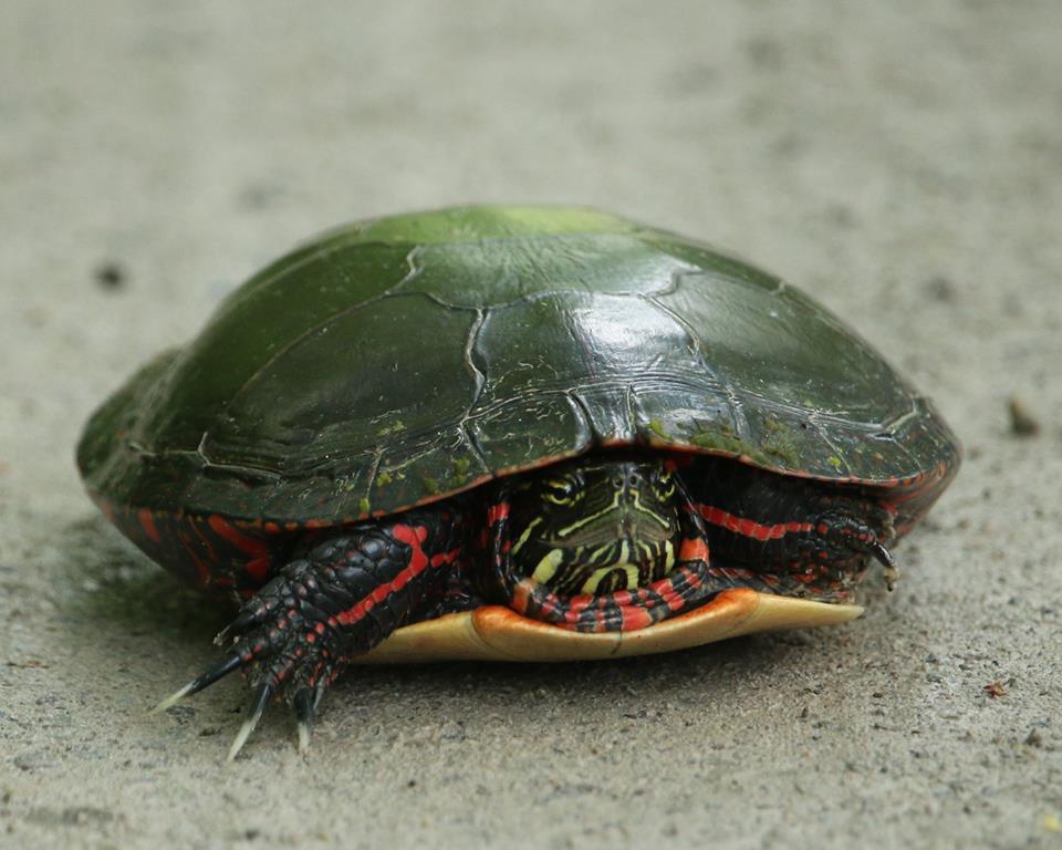 Painted Turtle ID