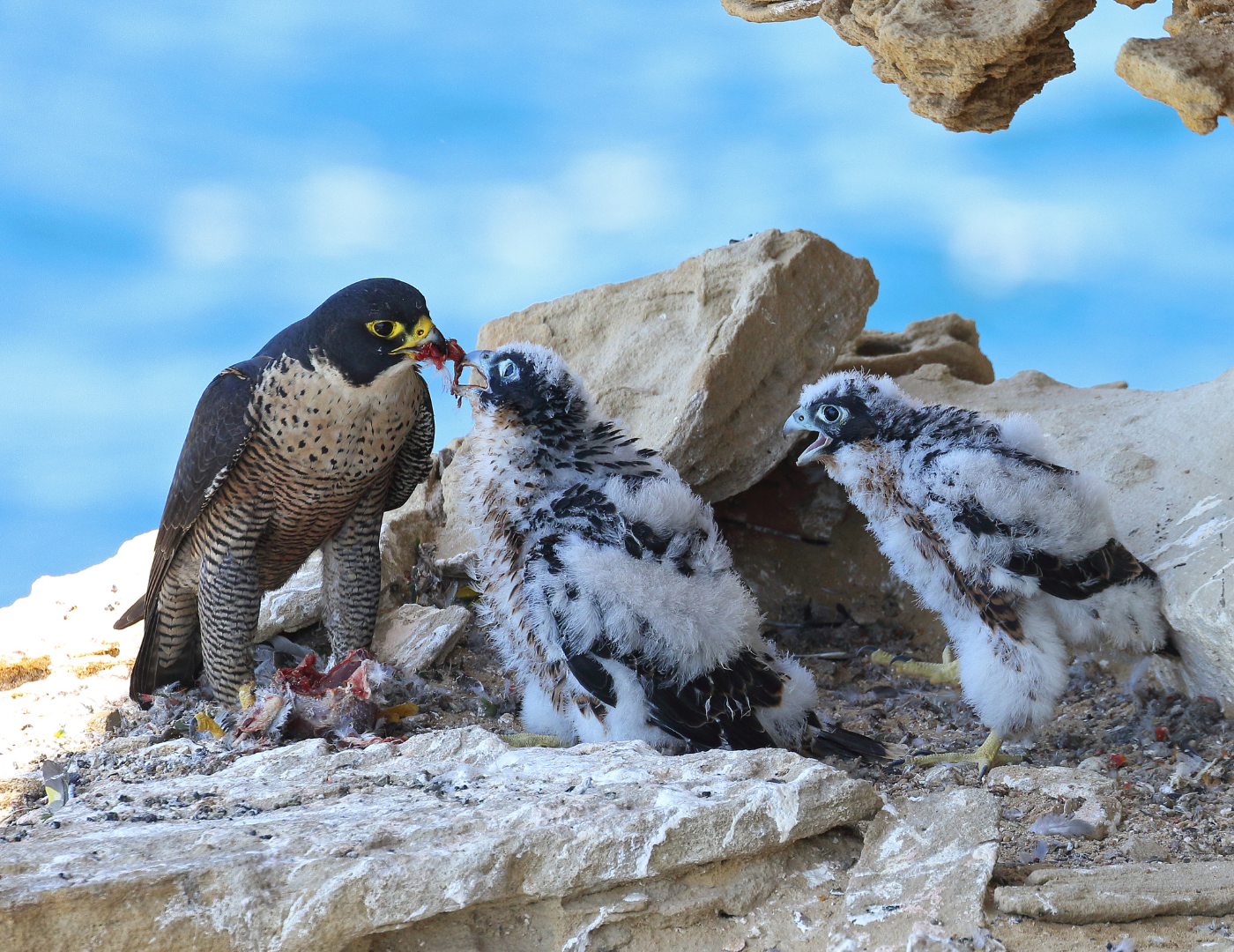 Peregrine Falcon Bio
