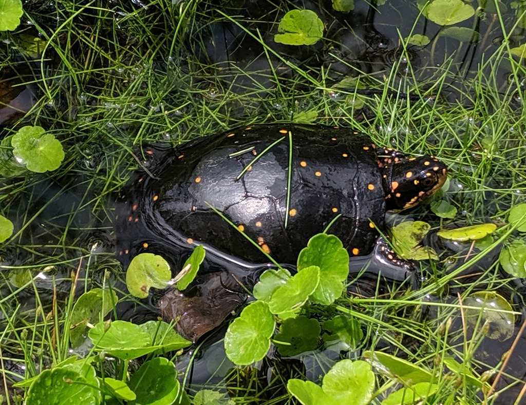 Spotted Turtle Bio