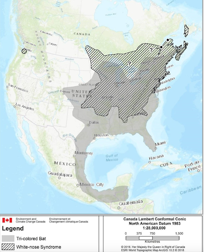 Map taken from the Government of Ontario: https://www.ontario.ca/page/little-brown-myotis-northern-myotis-and-tri-colored-bat-recovery-strategy#section-7  