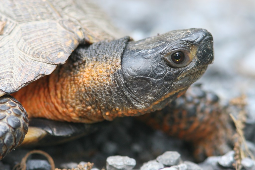 Wood Turtle Conservation