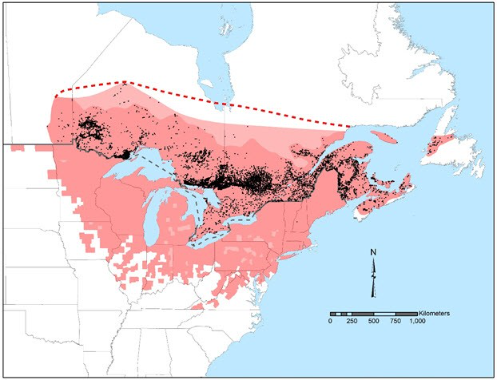 Map taken from Government of Canada: https://www.canada.ca/en/environment-climate-change/services/species-risk-public-registry/cosewic-assessments-status-reports/black-ash-2018.html#toc5