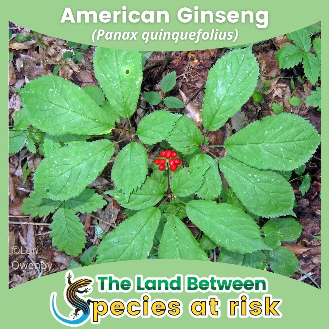 Amereican Ginseng
