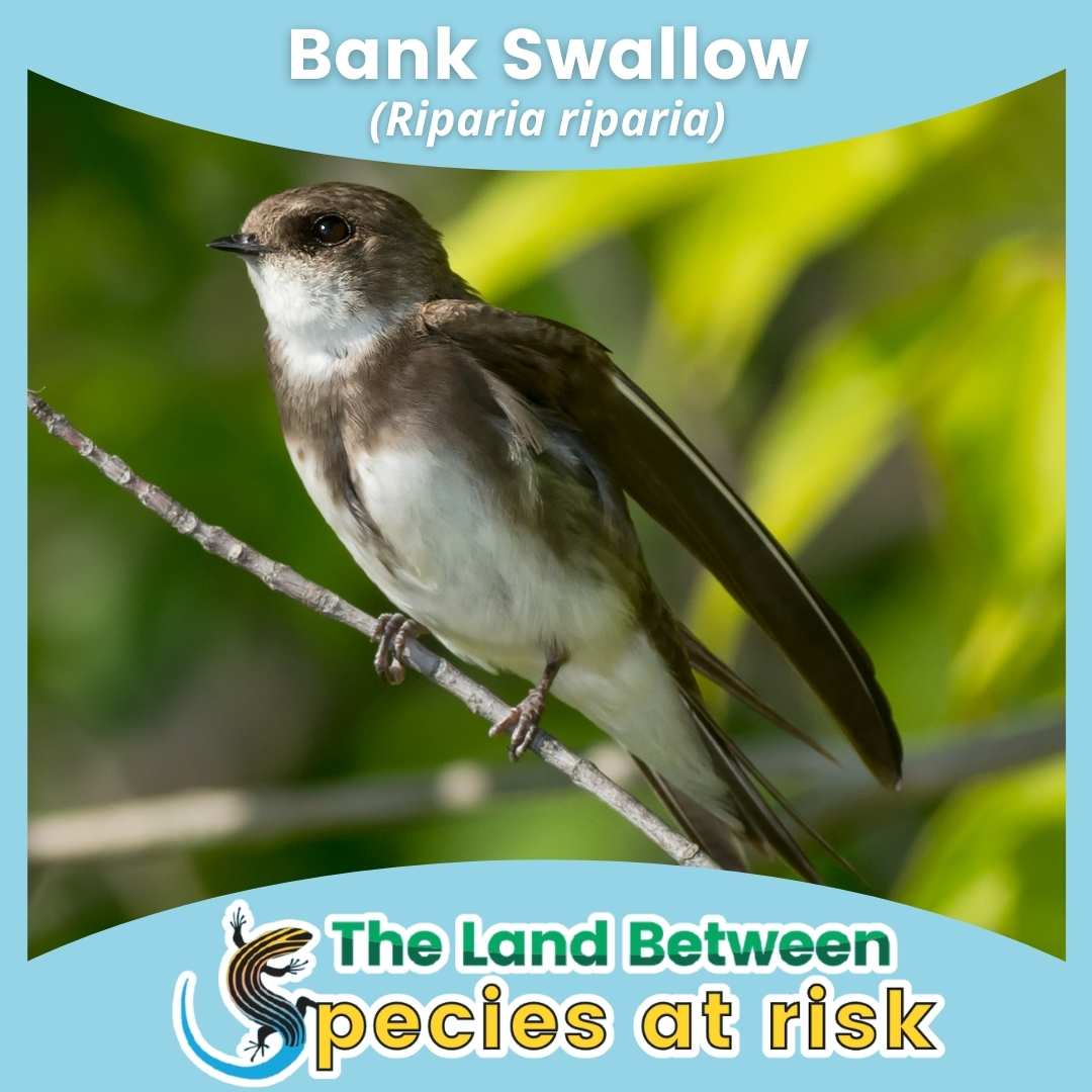 Bank Swallow