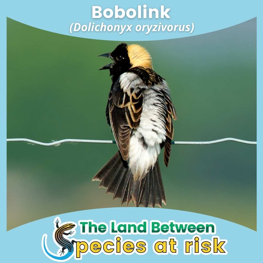 Bobolink