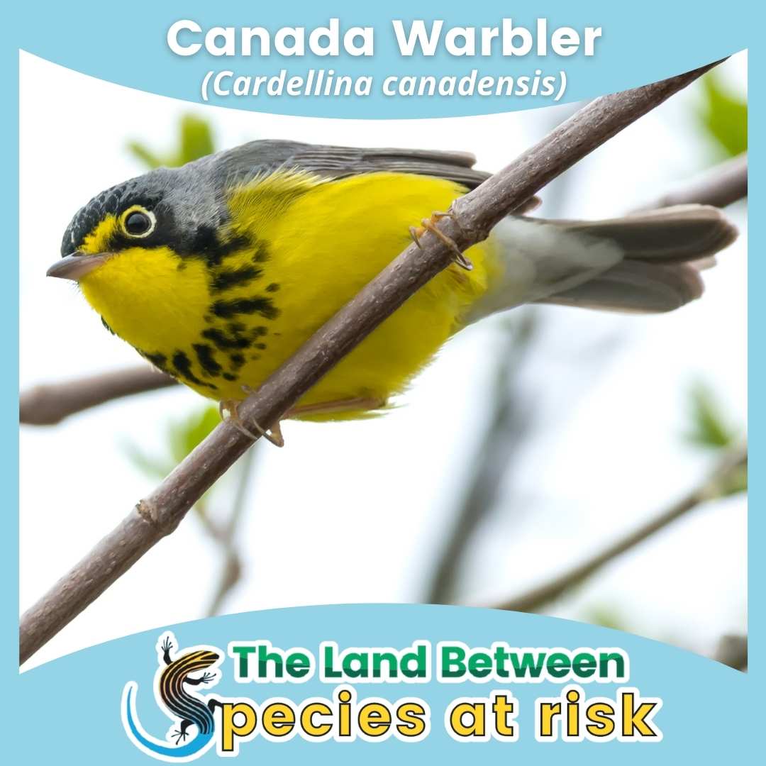 Canada Warbler