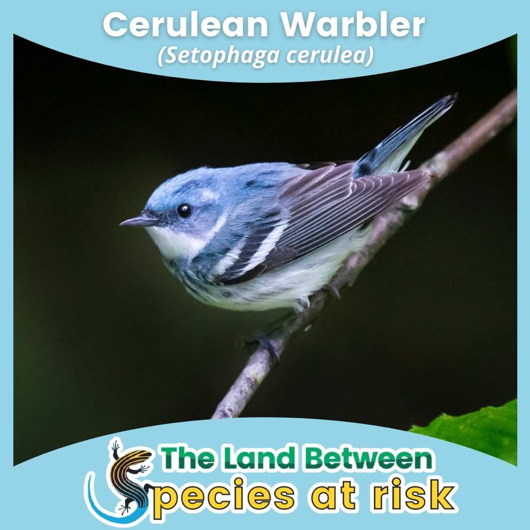 Cerulean Warbler