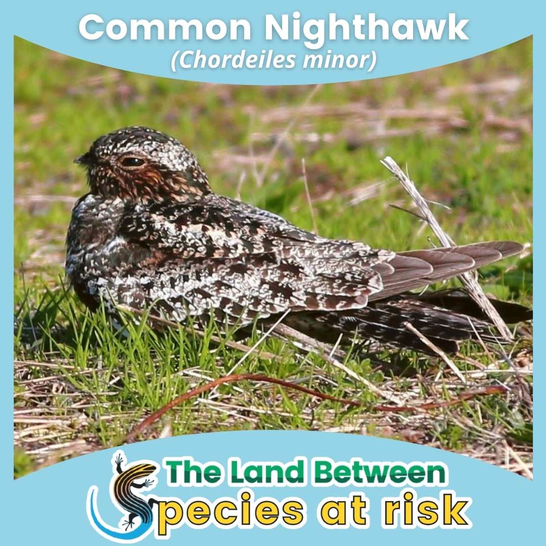 Common nighthawk 2