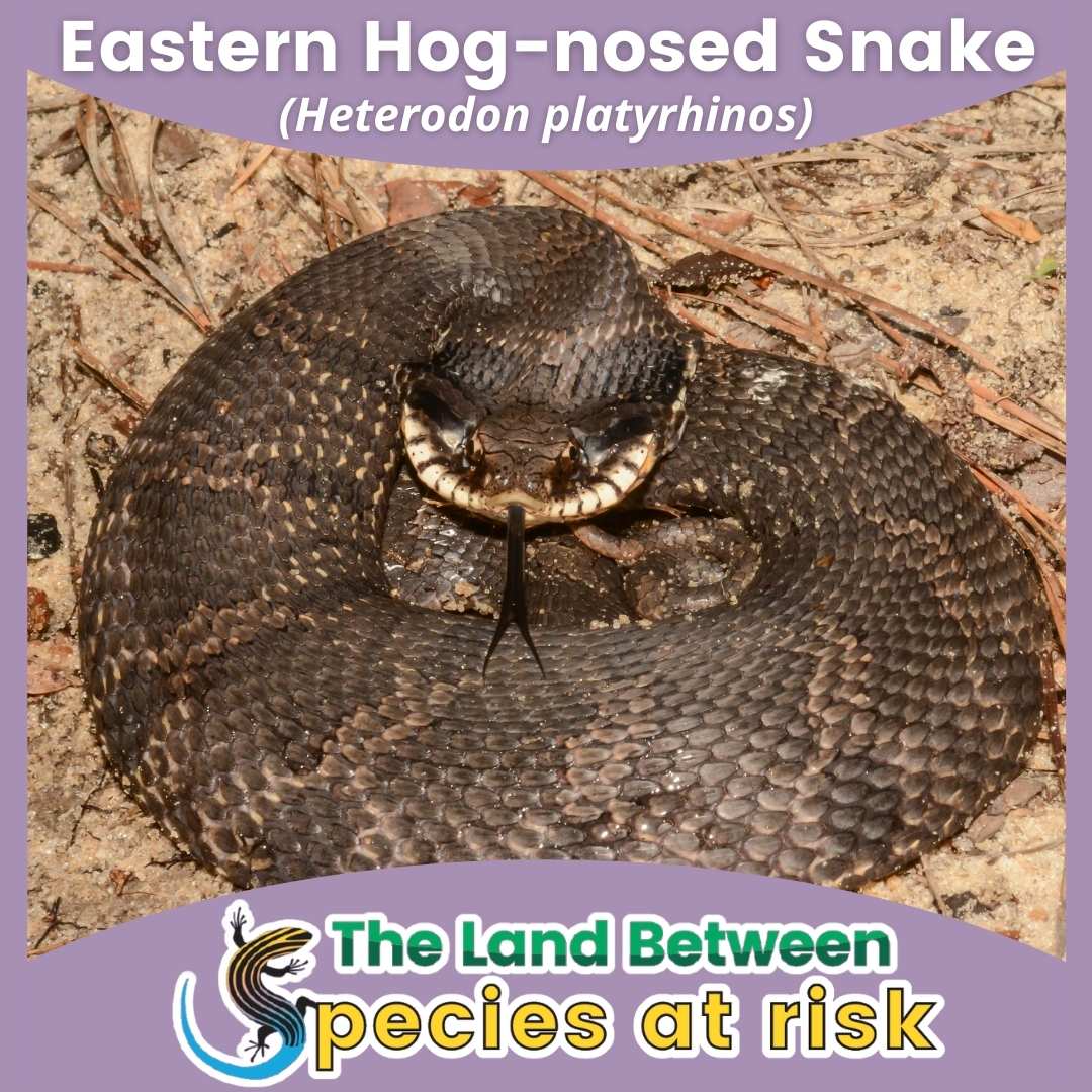 Eastern Hog-nosed snake