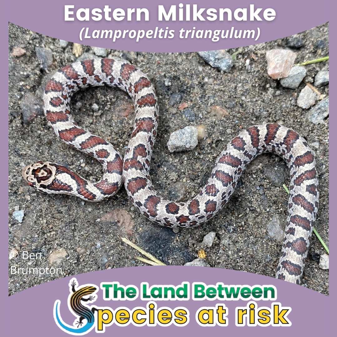 Eastern milksnake