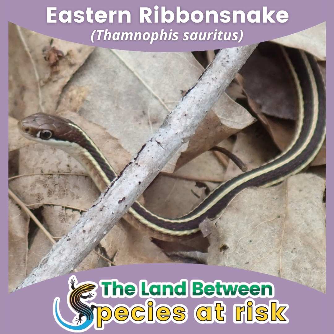 Eastern ribbon snake