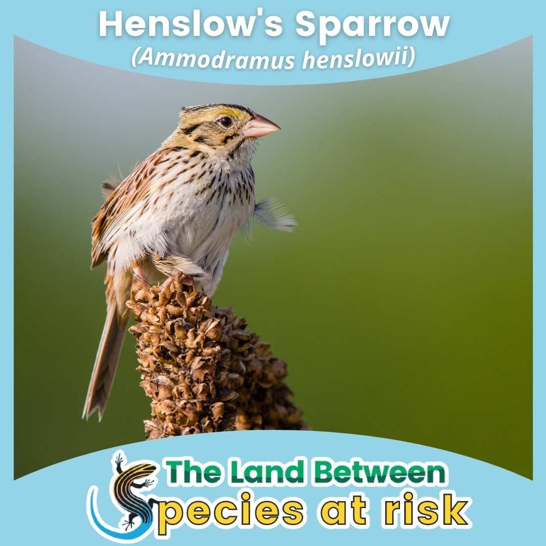 Henslow's sparrow