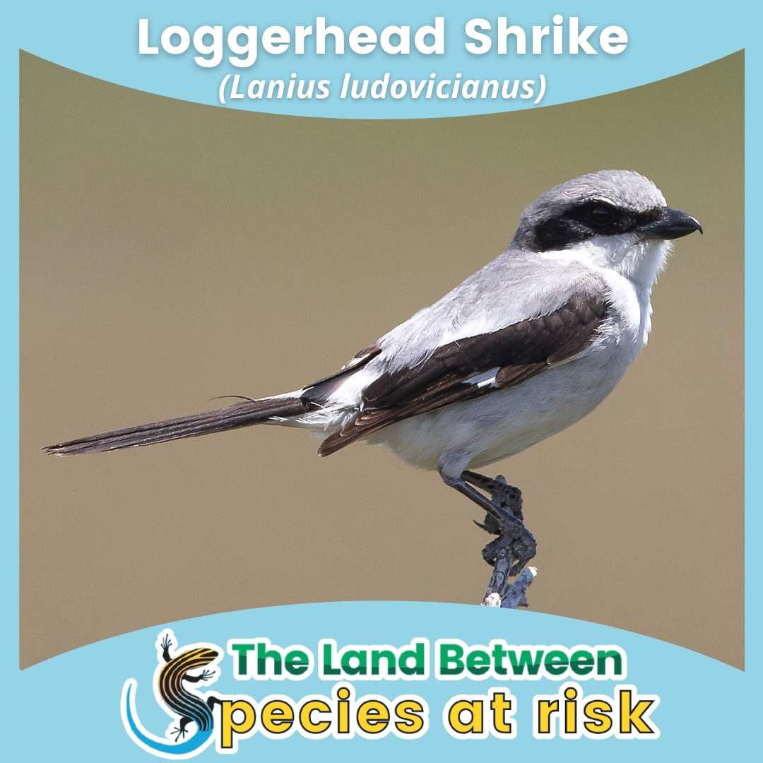 Loggerhead shrike