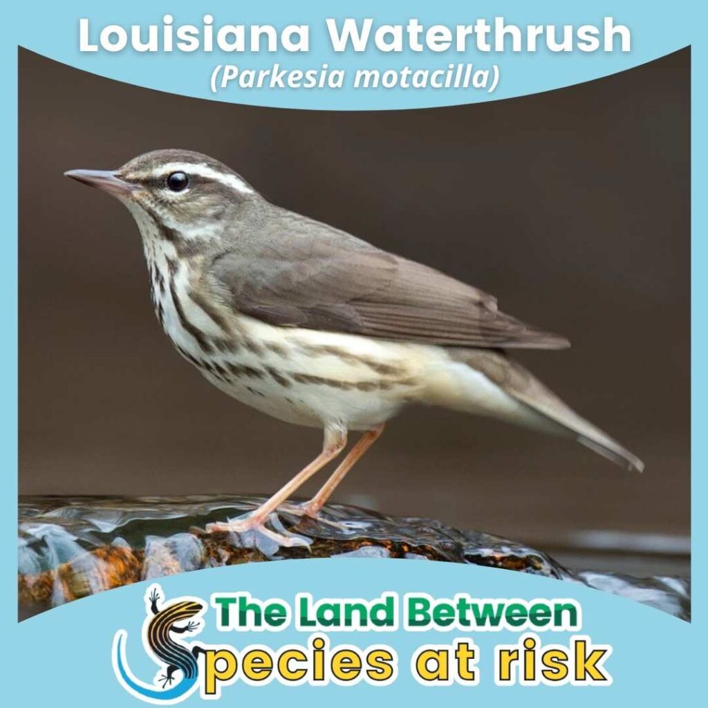 Louisiana Waterthrush Species At Risk In The Land Between