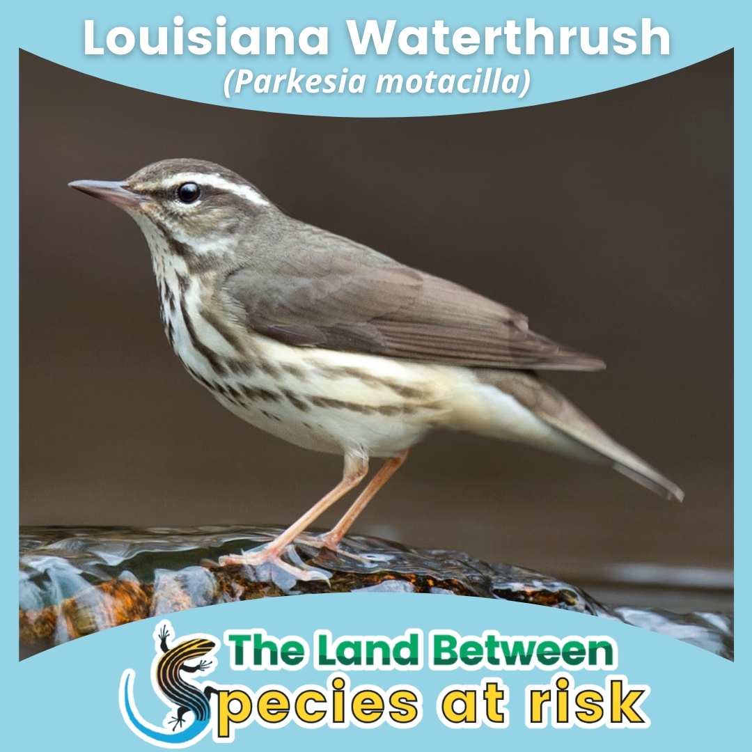 Louisiana waterthrush