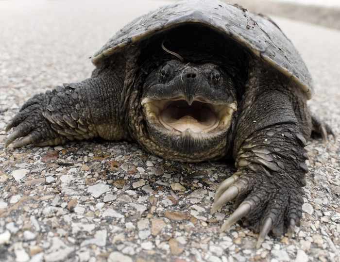 Snapping-Turtle-Range